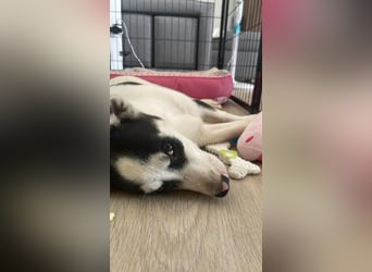 ❤️ KIKA ❤️
