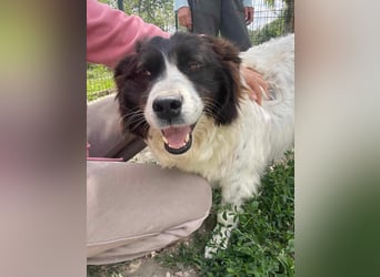 MILLA - Eine Überlebenskämpferin sucht ihr Zuhause Zuhause oder Pflegestelle zum 06.09.2025 gesucht!