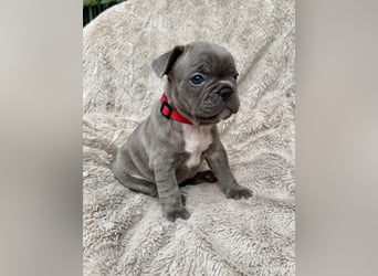 Gesunde Sportliche Französische Bulldog Hündin aus Familienzucht!