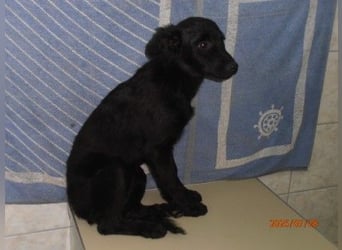 Kleine Cleo sucht ihre Familie oder eine liebevolle Pflegestelle