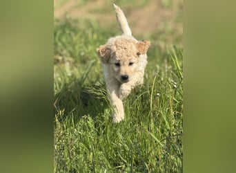 Labradoodle