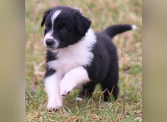 Australian Shepherd Welpe (reinrassig)