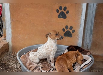 LOLA-Ihr kleines Herz sucht liebevolle Menschen für gemütliche Kuschelstunden und  Spaß bei Sport
