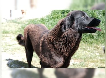 Beth, auf der Suche nach ihrem Für-immer-Zuhause