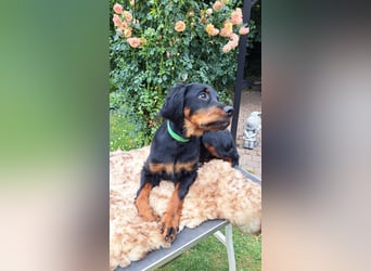 Die liebenswerte anschmiegsame Sheila sucht Lebenspartner