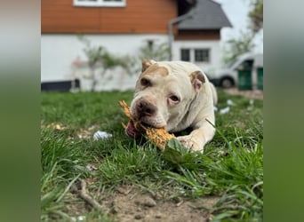 !DRINGEND! Gucci sucht Familie!