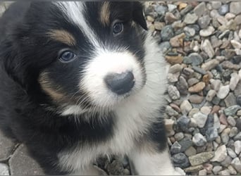 Border Collie Welpen tricolor