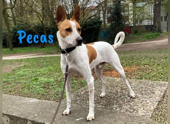 Pecas 05/2022 (in Deutschland) - frech, klug und bereit fürs Abenteuer!