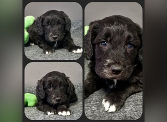 Aussiedoodle Traum ! Bezaubernde Welpen in tollen Farben aus erfahrener+überprüfter Familienaufzucht