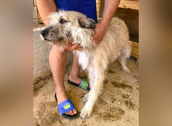 Monty – sanftmütiger, weiser, großer Bub sucht seine Menschen