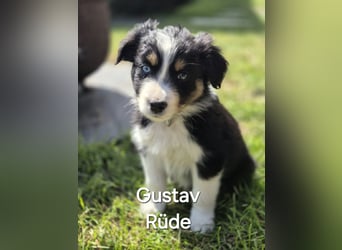 Australian Shepherd Welpen