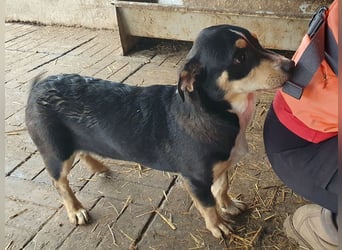 ♥COLLINO♥ zuckersüßer, lebhafter,charmanter Junior - ein echter Hingucker 36cm (noch etwas wachsend)