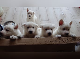 Welpen Weiße Schweizer Schäferhunde