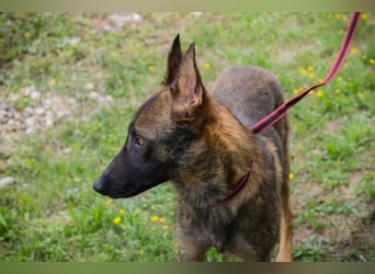 Chip 231769: Sucht ein Zuhause