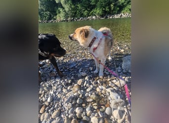 BENJI (*2024) auf Pflegestelle in 86989 Steingarten