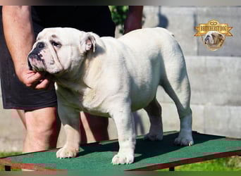 Junge reinrassige Englische Bulldogge FCI sucht ein liebevolles Zuhause und Familie