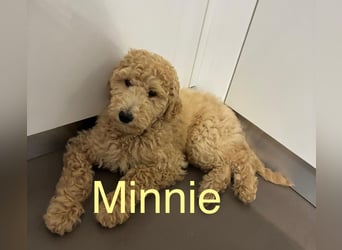 Goldendoodle apricot, eine Hündin, Welpe, abgabebereit Golden Doodle