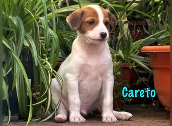 Careto 02/2025 (ESP) - verspielter, kleiner Podenco-Bodeguero Mix Welpe!
