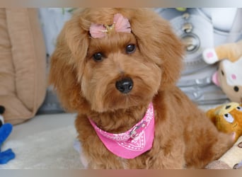 Wunderschöne Havapoo Welpen ähnlich Maltipoo (Toypudel/Zwergpudel + Havaneser)