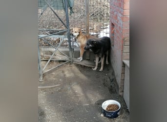 GREY, Hündin, 4 Jahre, 44 cm, Mischling, Tierschutz