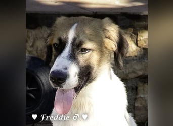 Felix und Freddie suchen absofort ein Zuhause