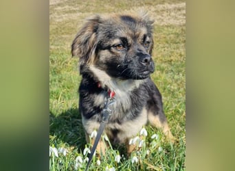 Kleine, feine ♥Roma♥ auf Körbchensuche