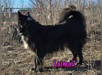Laima2 01/2021 - sportliche und aufmerksame, wunderschöne Border-Collie-Mix Hündin!