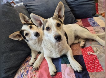 Mara und Max suchen ein Zuhause