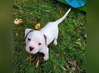 American Bulldog Welpen