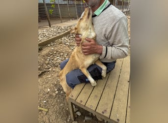 Herzige liebevolle Traumhündin YELLOW sucht liebevolles Zuhause