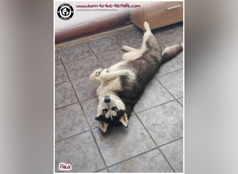 Bildhübsche Aika sucht ihr Zuhause für immer