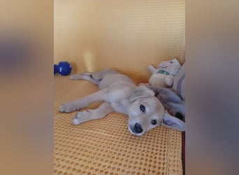 Kleine Junghündin NICKY sucht nach dem großen Glück