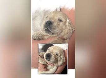 Golden Retriever Welpen aus excellenter Verpaarung
