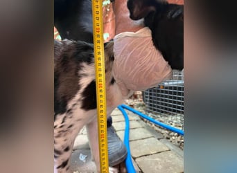 Dalma,  geboren 23.12.2024, 37cm sucht ihr Zuhause