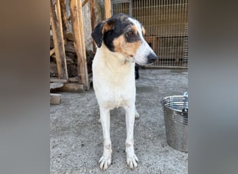 Dino ❤️ aufgeweckter, lieber Traumhund