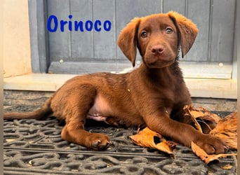 Orinoco geb. 03/2025 (ESP) - aufgeweckter Labrador-Mix Welpe!