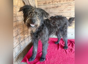 fröhlicher Familienhund TIMO - 1,5 Jahre, 56cm/18kg - Schnauzer-Mix