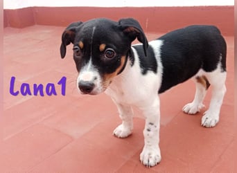 Lana1 geb. 03/2025 (ESP) - verspielte, kleine Bodeguero-Mix Welpin!