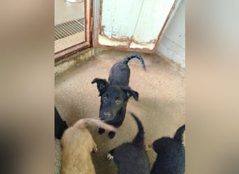 Kleine Cleo sucht ihre Familie oder eine liebevolle Pflegestelle