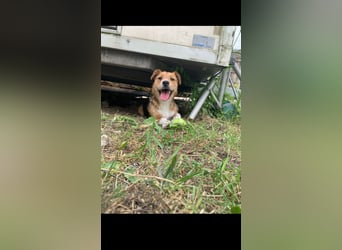 Linus der perfekte Familienhund