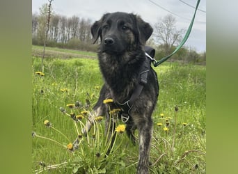 Monty braucht Liebe