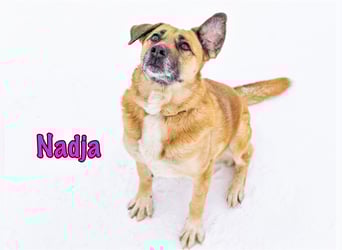 Nadja geb. 01/2017 - treue und verschmuste Hündin mit goldenem Herz!