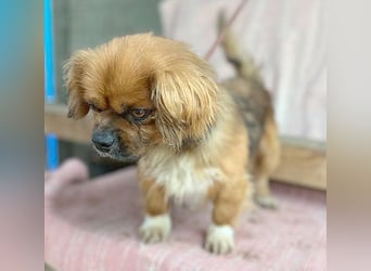 ❤️ kleiner Herzensbrecher PADDY - 8 Jahre, 30cm/8kg - Pekinese