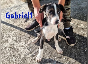 Gabriel1 10/2024 (ESP Pflegestelle) - aufgeschlossener und verspielter Bodeguero-Mix Welpe!
