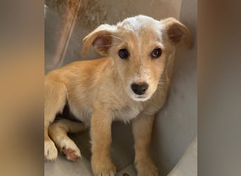Tasha, geb. ca. 03/2025, lebt in GRIECHENLAND, im städt. Tierheim Serres