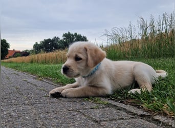 Labradoddle F1