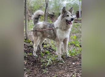 ALMAZ- sucht nette naturverbundene Familie