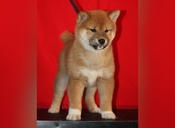 Shiba männlich