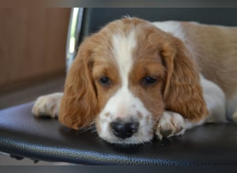 Sportlicher Familienhund - Irish Red and White Setter