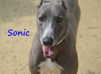 Sonic 04/2020 (ESP) - bildschöner, sehr lieber und eleganter Galgo!